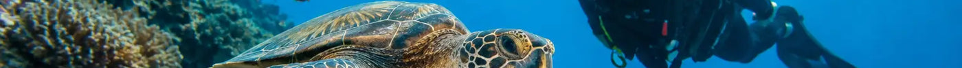 NZDiver Diving in Northern Palawan - Join Us 2027