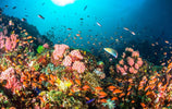 Diving Paradise in the Philippines with NZDiver May 2026