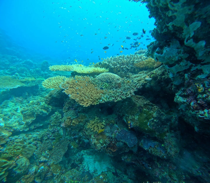 Dive the Philippines with NZDiver: 15 Days of Underwater Adventure