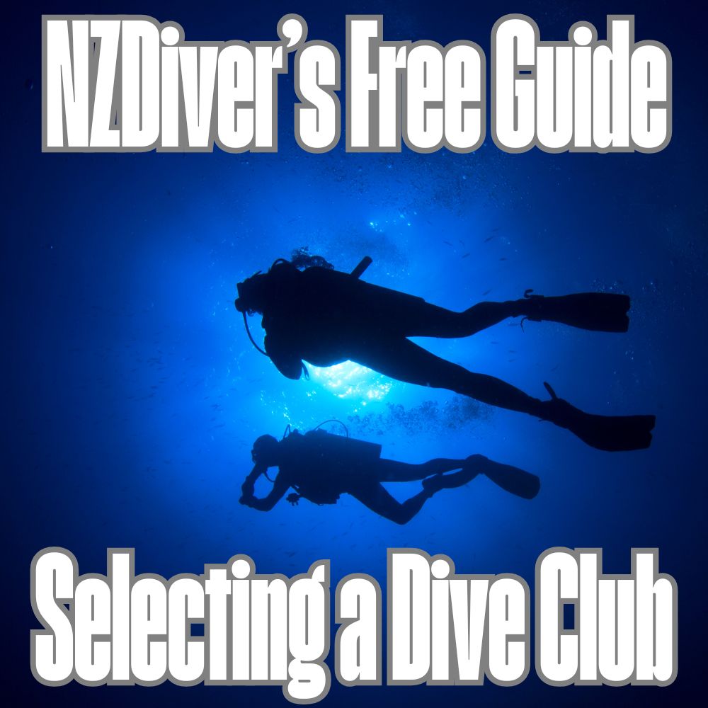 New Zealand Dive Clubs A Free Guide