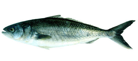 Kahawai – How to Catch Them