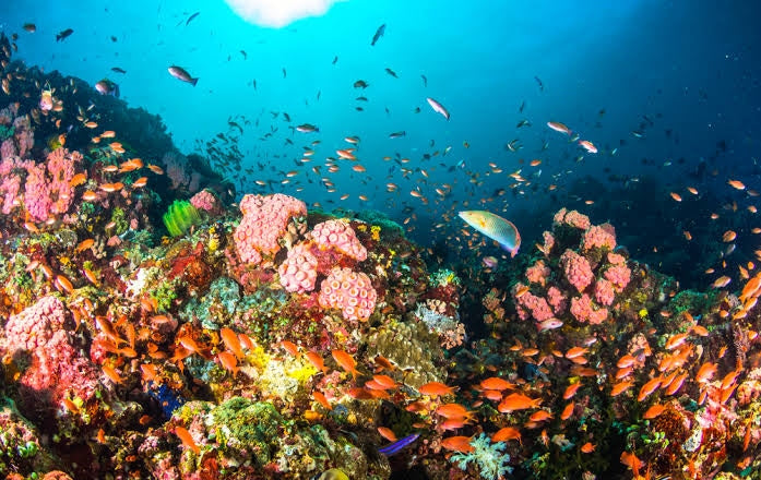 Diving Paradise in the Philippines with NZDiver May 2026
