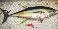 🎣 How to Catch Tuna in New Zealand – The Complete NZDiver Guide