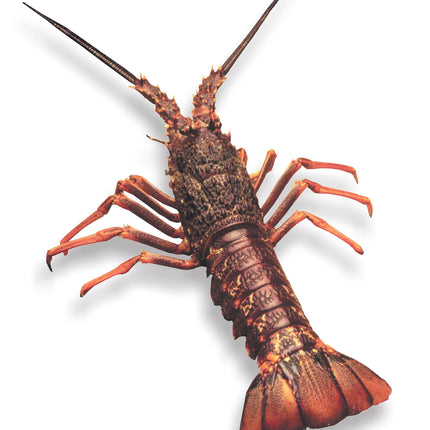 Collection image for: Crayfish