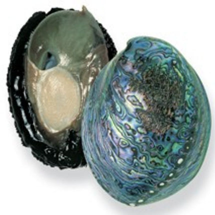 Collection image for: Abalone / Paua