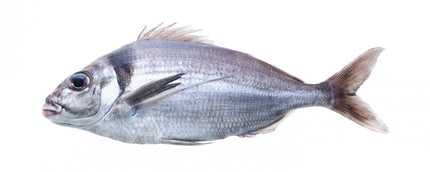 Collection image for: Tarakihi