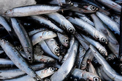 Ultralife Salted Anchovies 300g – High Oil Fishing Bait