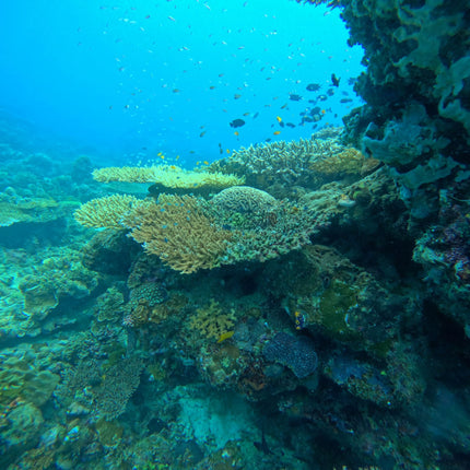 Philippines Dive Trip May 2027 – Philippines Dive Holiday with NZDiver