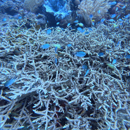 Philippines Dive Trip May 2027 – Philippines Dive Holiday with NZDiver