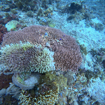 Philippines Dive Trip May 2027 – Philippines Dive Holiday with NZDiver