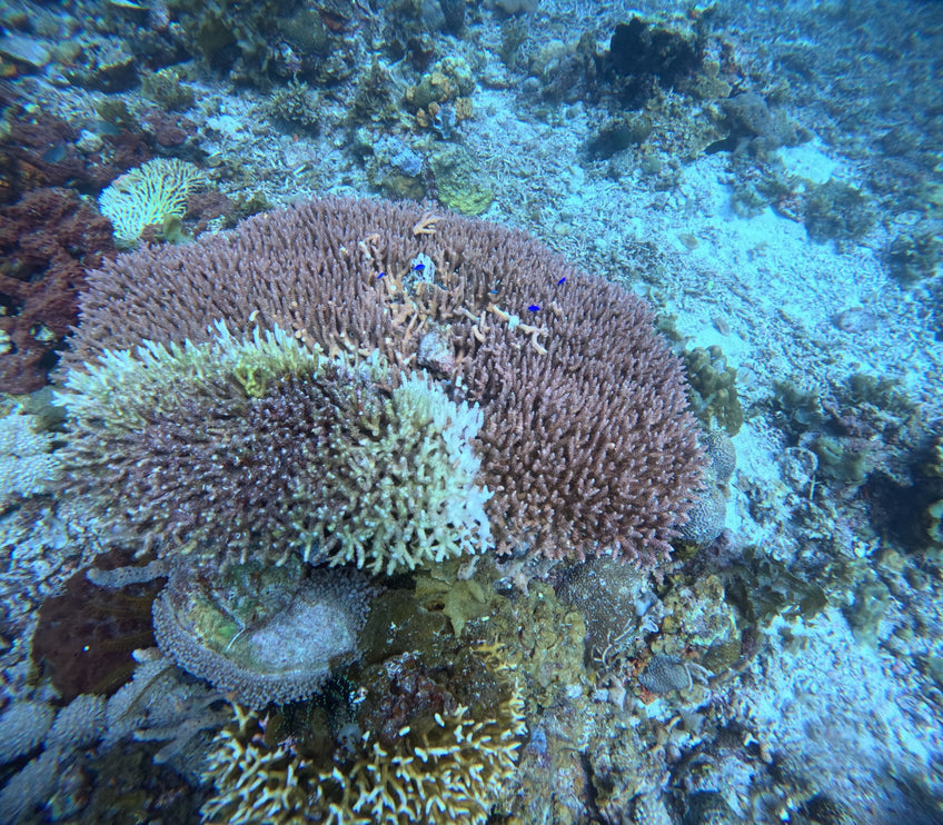 Philippines Dive Trip May 2027 – Philippines Dive Holiday with NZDiver