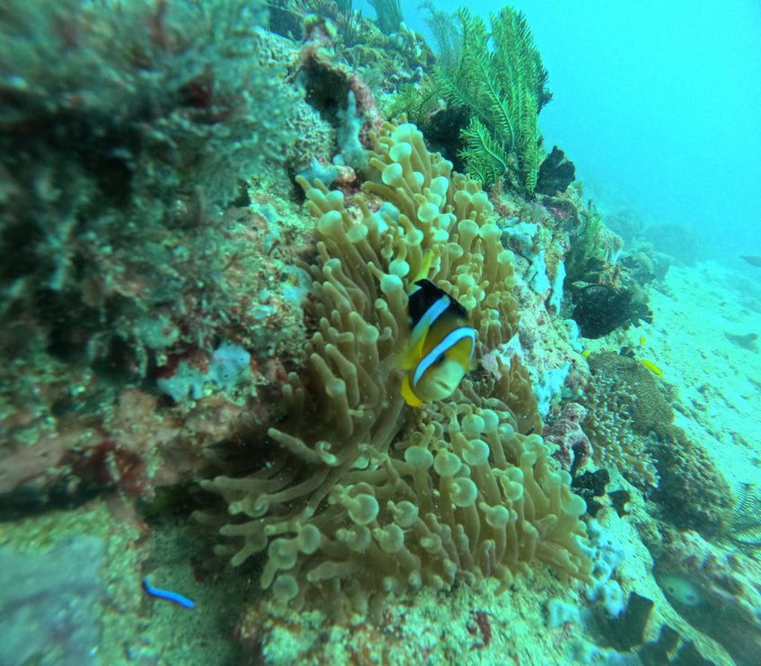 Philippines Dive Trip May 2027 – Philippines Dive Holiday with NZDiver