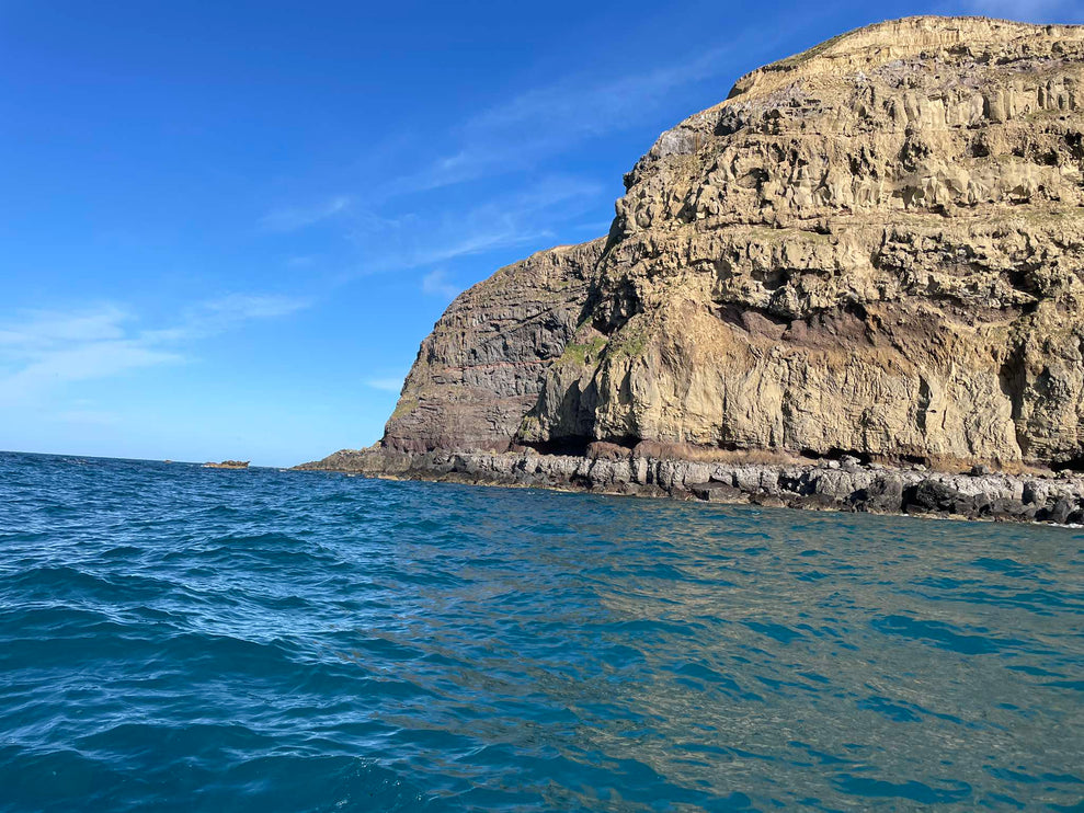 Bulk Pack of 12 Wolf Folding  Pocket Knife RED